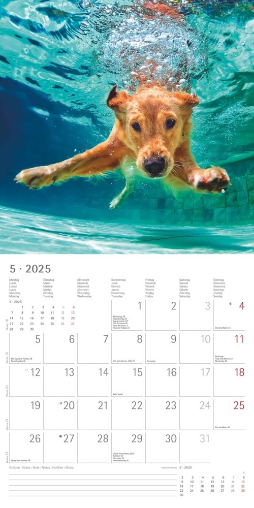 Bild: 4251732340810 | Alpha Edition - Funny Dogs 2025 Broschürenkalender, 30x30cm,...