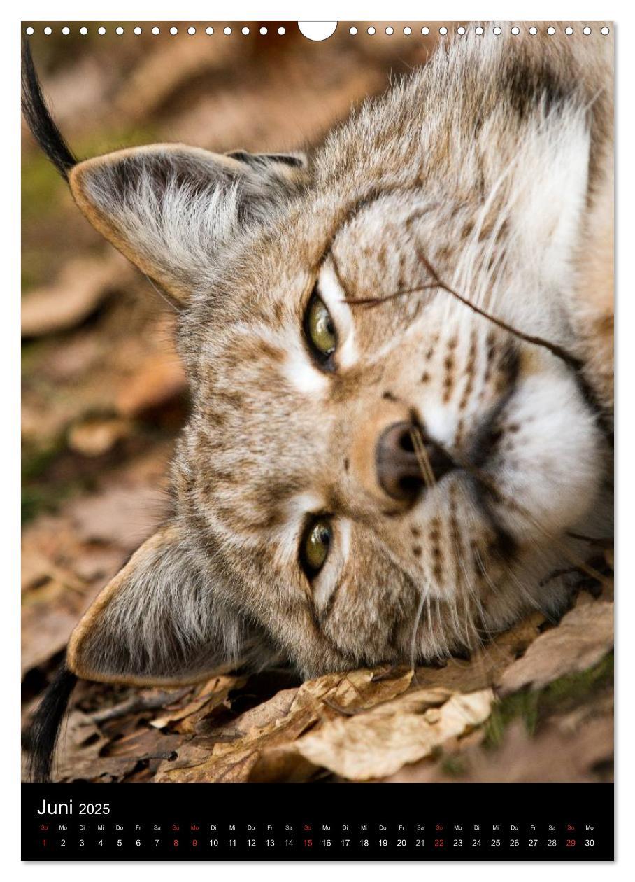 Bild: 9783457007044 | Der Luchs - Europas größte Samtpfote (Wandkalender 2025 DIN A3...