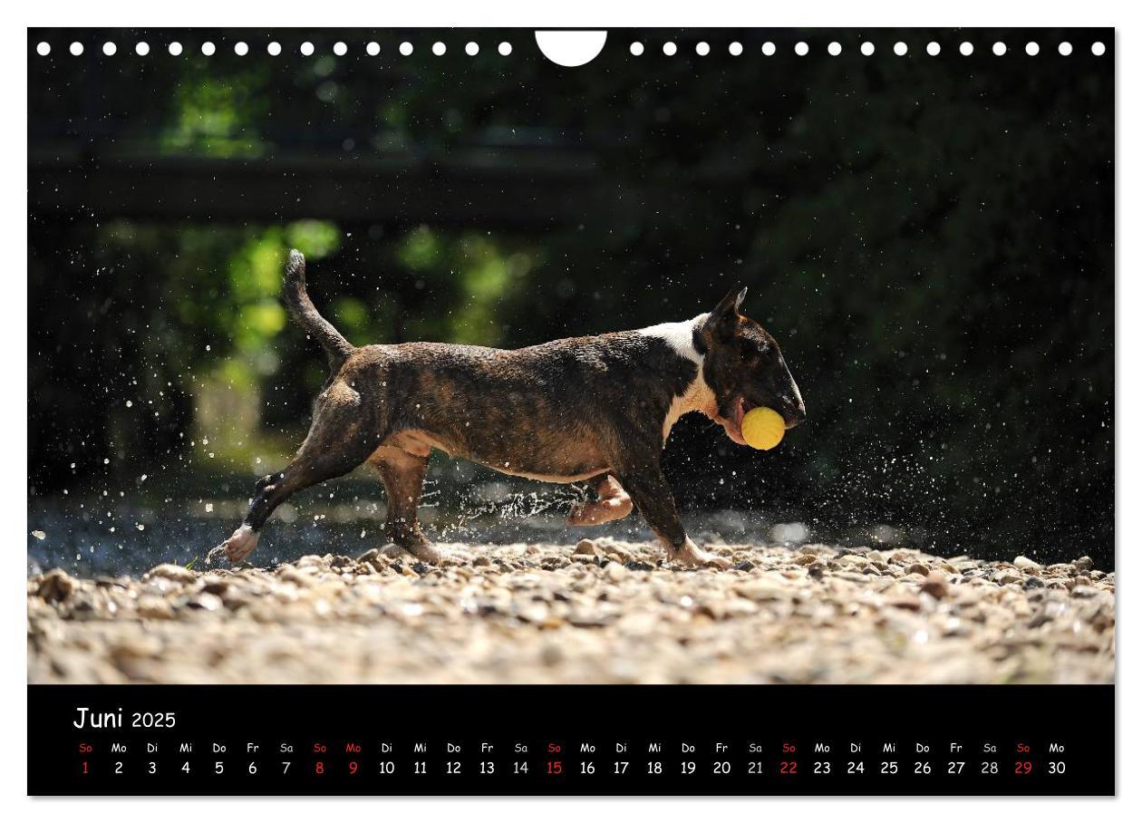 Bild: 9783435587230 | Bullterrier? Was sonst! (Wandkalender 2025 DIN A4 quer), CALVENDO...