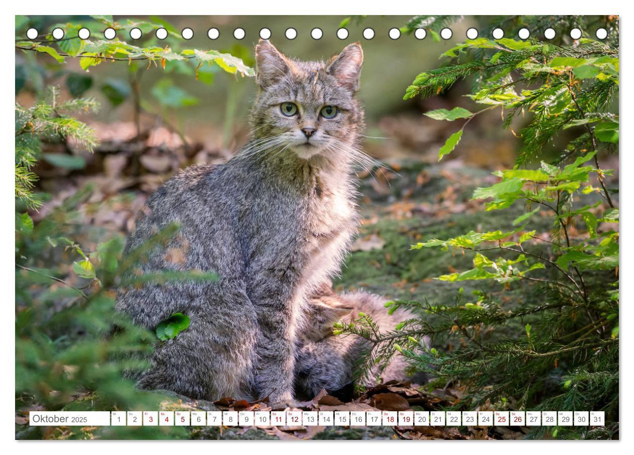 Bild: 9783435218394 | Wildkatzen - die anmutigsten Raubiere in Europa. (Tischkalender...