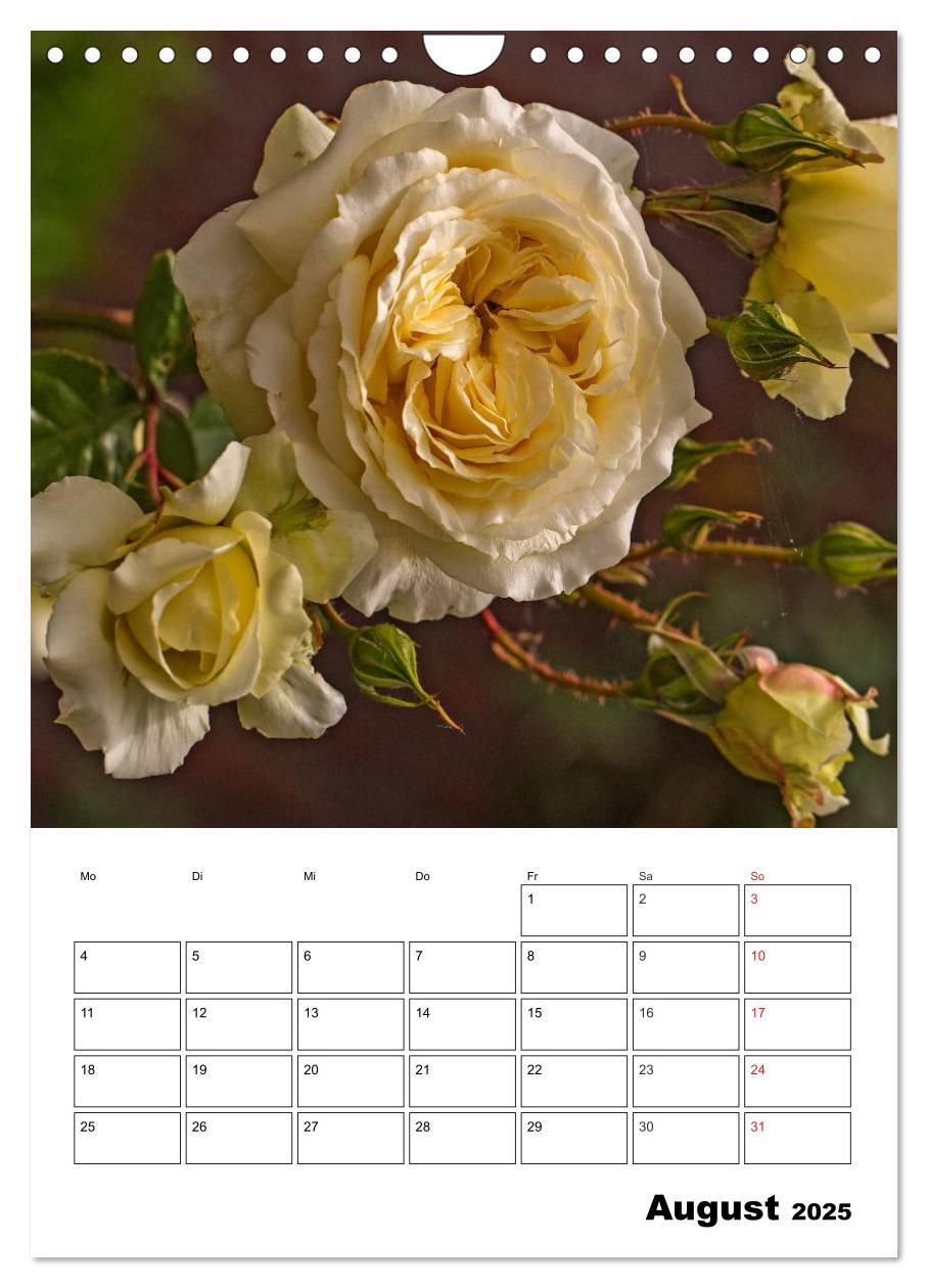 Bild: 9783457022283 | Zauberhafte Rosen (Wandkalender 2025 DIN A4 hoch), CALVENDO...