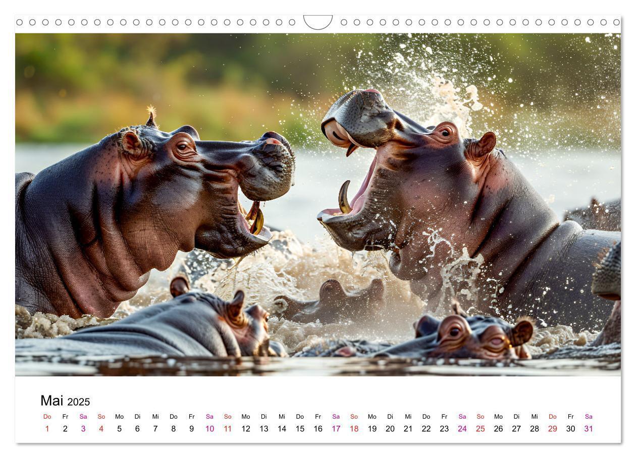 Bild: 9783457171899 | Flusspferde - Hippopotamus amphibius (Wandkalender 2025 DIN A3...