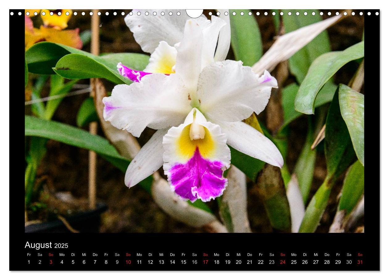 Bild: 9783435598915 | Wunderbare Orchideen (Wandkalender 2025 DIN A3 quer), CALVENDO...