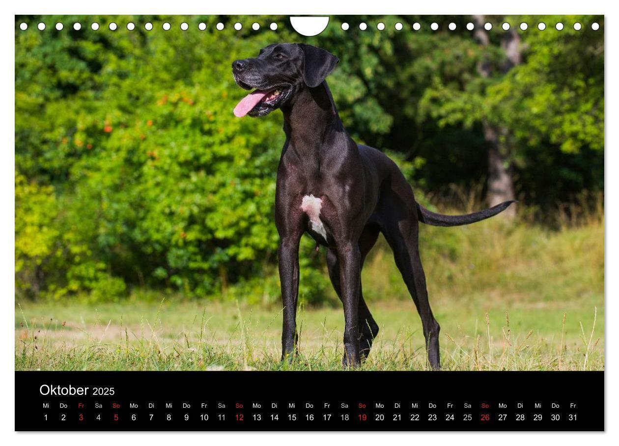 Bild: 9783435762293 | Deutsche Dogge 2025 (Wandkalender 2025 DIN A4 quer), CALVENDO...