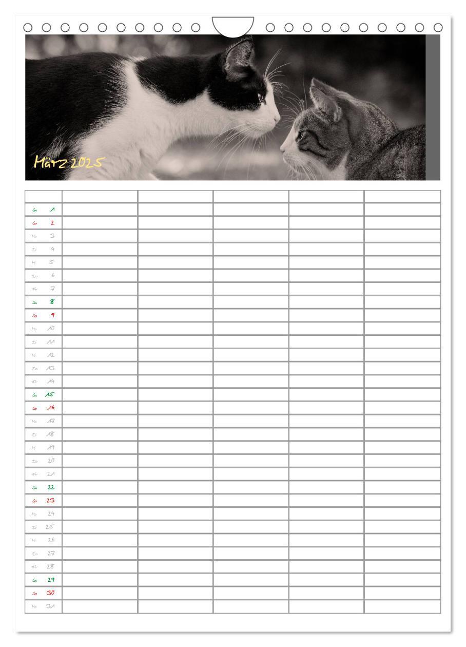 Bild: 9783457088166 | Miezekatzen Planungskalender (Wandkalender 2025 DIN A4 hoch),...