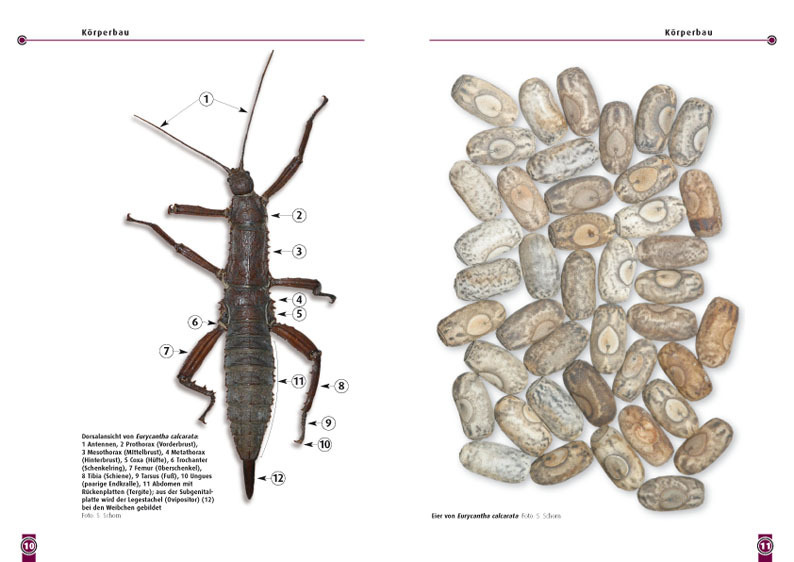 Bild: 9783866591844 | Die Dorngespenstschrecke | Eurycantha calcarata | Stephan Schorn