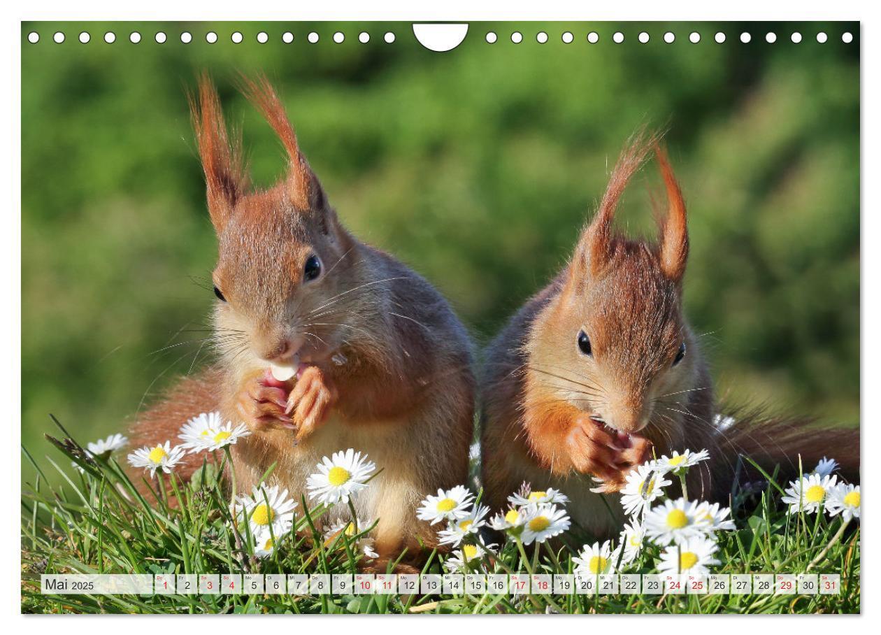 Bild: 9783435567027 | Besondere Augenblicke mit Eichhörnchen (Wandkalender 2025 DIN A4...