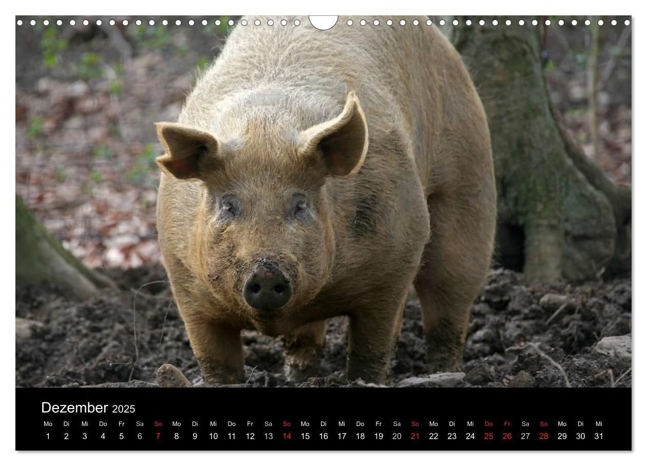 Bild: 9783435838509 | Schweinereien (Wandkalender 2025 DIN A3 quer), CALVENDO Monatskalender