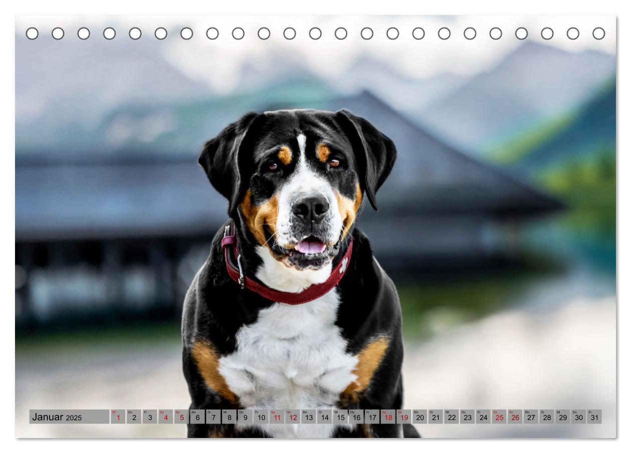 Bild: 9783457218075 | Große Schweizer - Gigantische Sennenhunde (Tischkalender 2025 DIN...