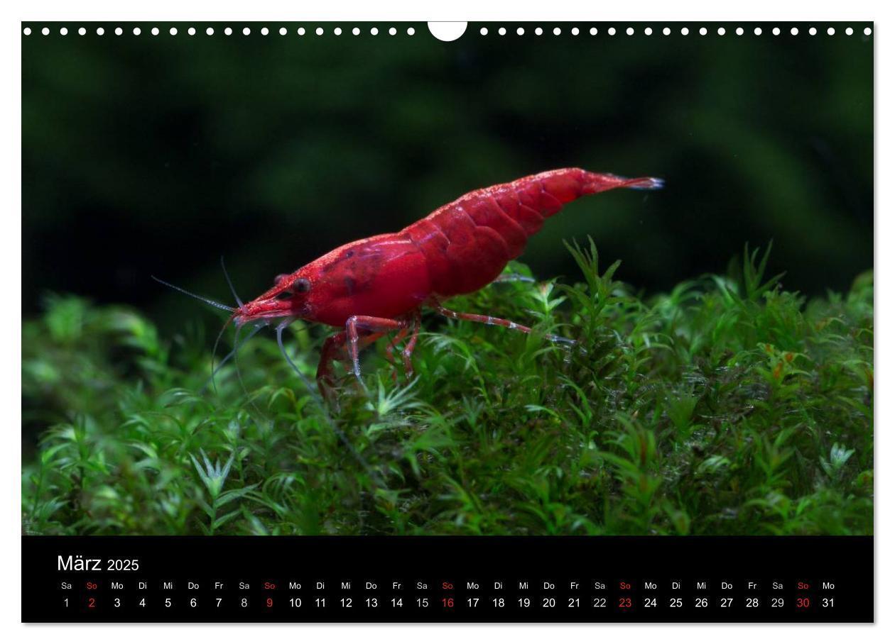 Bild: 9783435561582 | Zwerggarnelen - gepanzerte Juwelen im Aquarium (Wandkalender 2025...