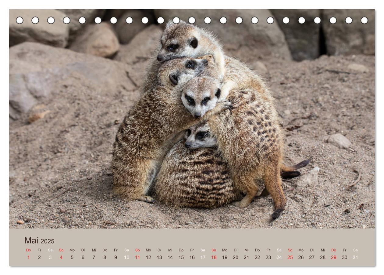 Bild: 9783435210206 | Quirlige Erdmännchen (Tischkalender 2025 DIN A5 quer), CALVENDO...