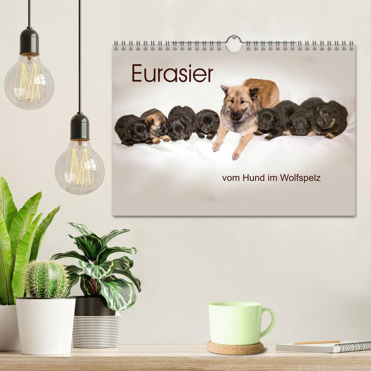 Bild: 9783435335909 | Eurasier, der Hund im Wolfspelz (Wandkalender 2025 DIN A4 quer),...