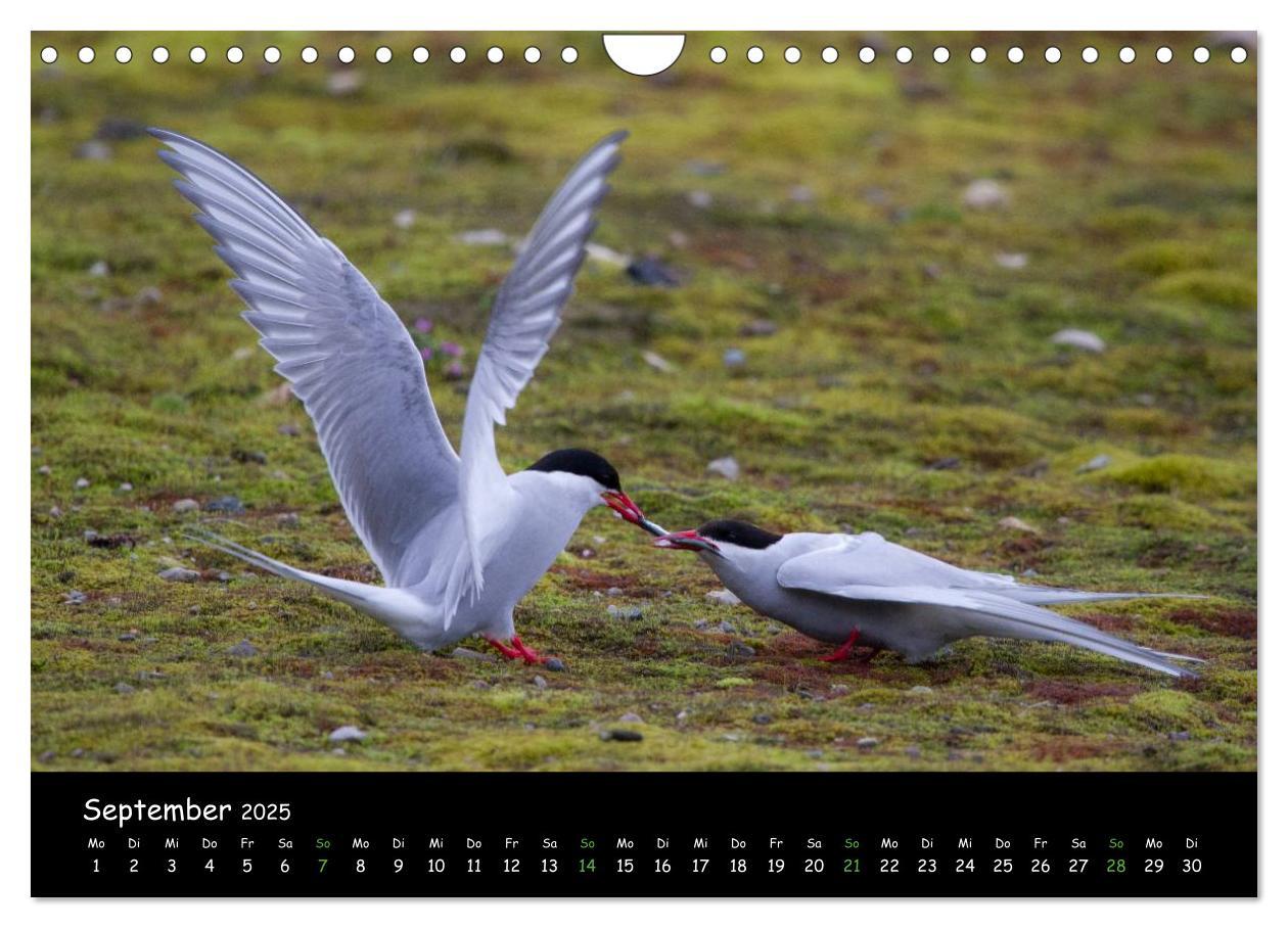 Bild: 9783435774012 | Spitzbergen (Wandkalender 2025 DIN A4 quer), CALVENDO Monatskalender