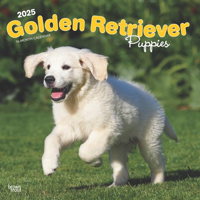 Cover: 9781975477066 | Golden Retriever Puppies 2025 12 X 24 Inch Monthly Square Wall...