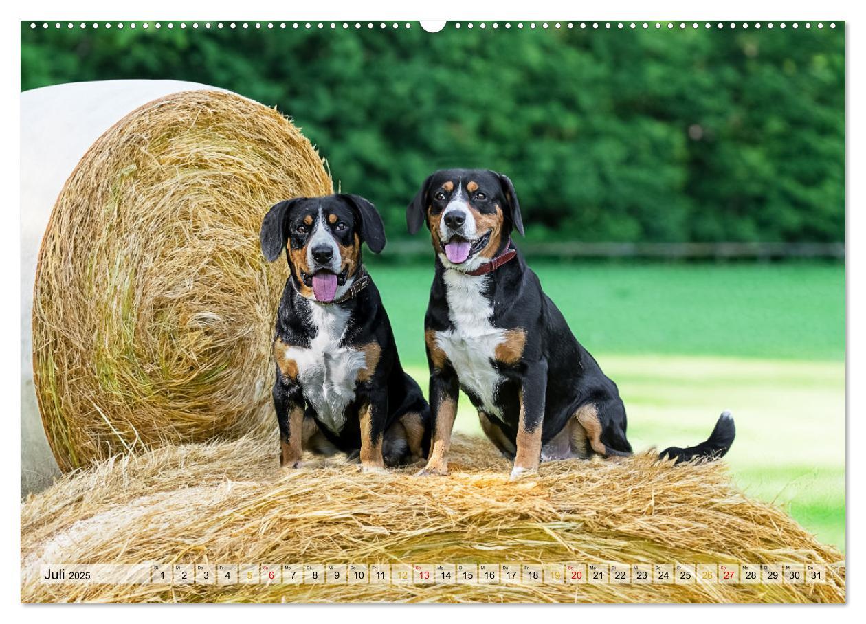 Bild: 9783457198971 | Entlebucher - Temperamentvolle Schweizer Sennenhunde (Wandkalender...