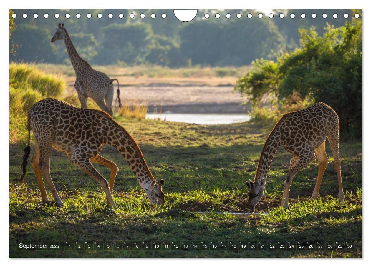 Bild: 9783435399192 | Abenteuer Sambia (Wandkalender 2025 DIN A4 quer), CALVENDO...