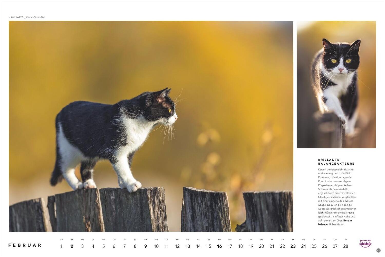 Bild: 9783756404971 | Whiskas Katzenkalender 2025 | Heye | Kalender | Spiralbindung | 14 S.