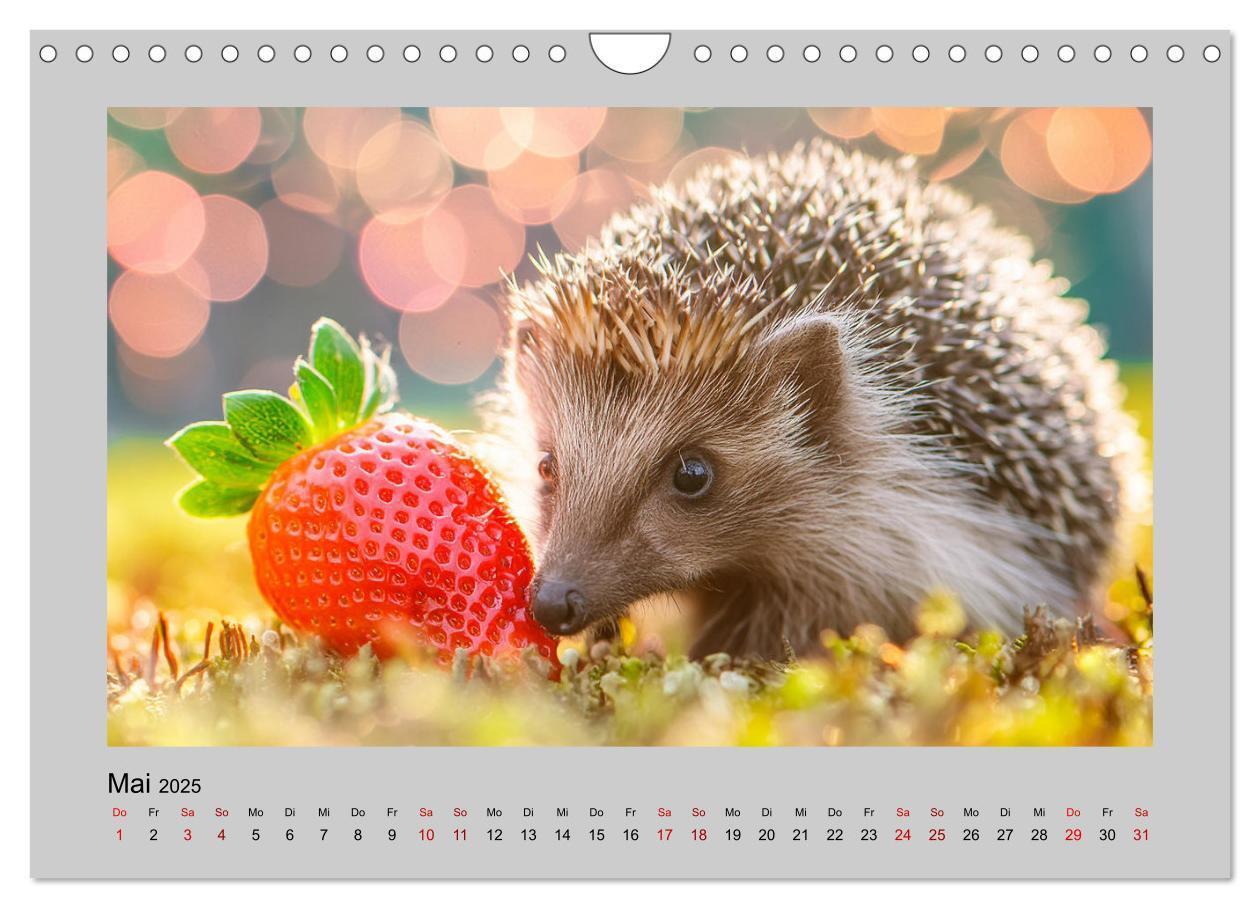 Bild: 9783435504527 | Mein Igel-Kalender (Wandkalender 2025 DIN A4 quer), CALVENDO...