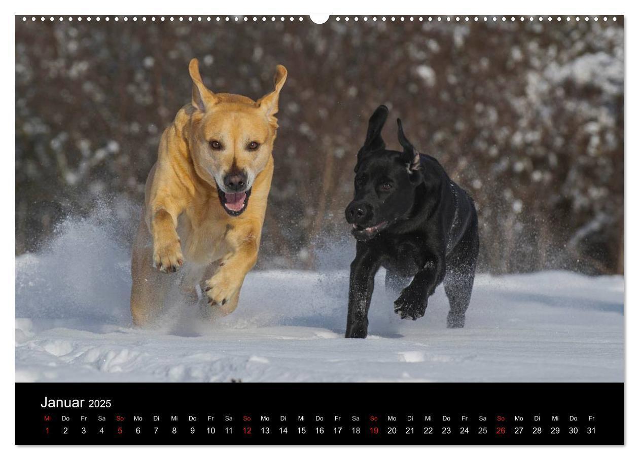 Bild: 9783435760909 | Labrador Retriever 2025 (Wandkalender 2025 DIN A2 quer), CALVENDO...