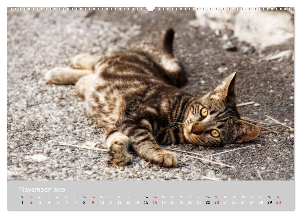 Bild: 9783435784752 | Katzen des Südens (hochwertiger Premium Wandkalender 2025 DIN A2...