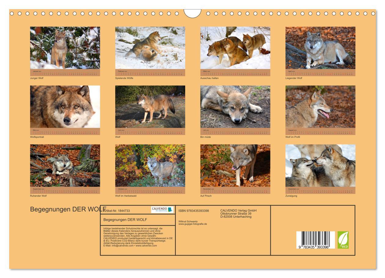 Bild: 9783435393398 | Begegnungen DER WOLF (Wandkalender 2025 DIN A3 quer), CALVENDO...