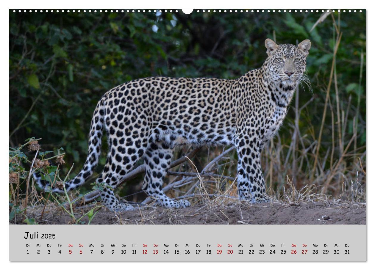 Bild: 9783435365296 | Leoparden - groß und klein (Wandkalender 2025 DIN A2 quer),...