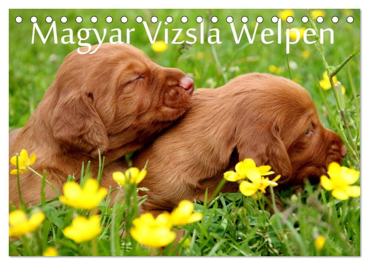 Cover: 9783435765348 | Magyar Vizsla Welpen (Tischkalender 2025 DIN A5 quer), CALVENDO...