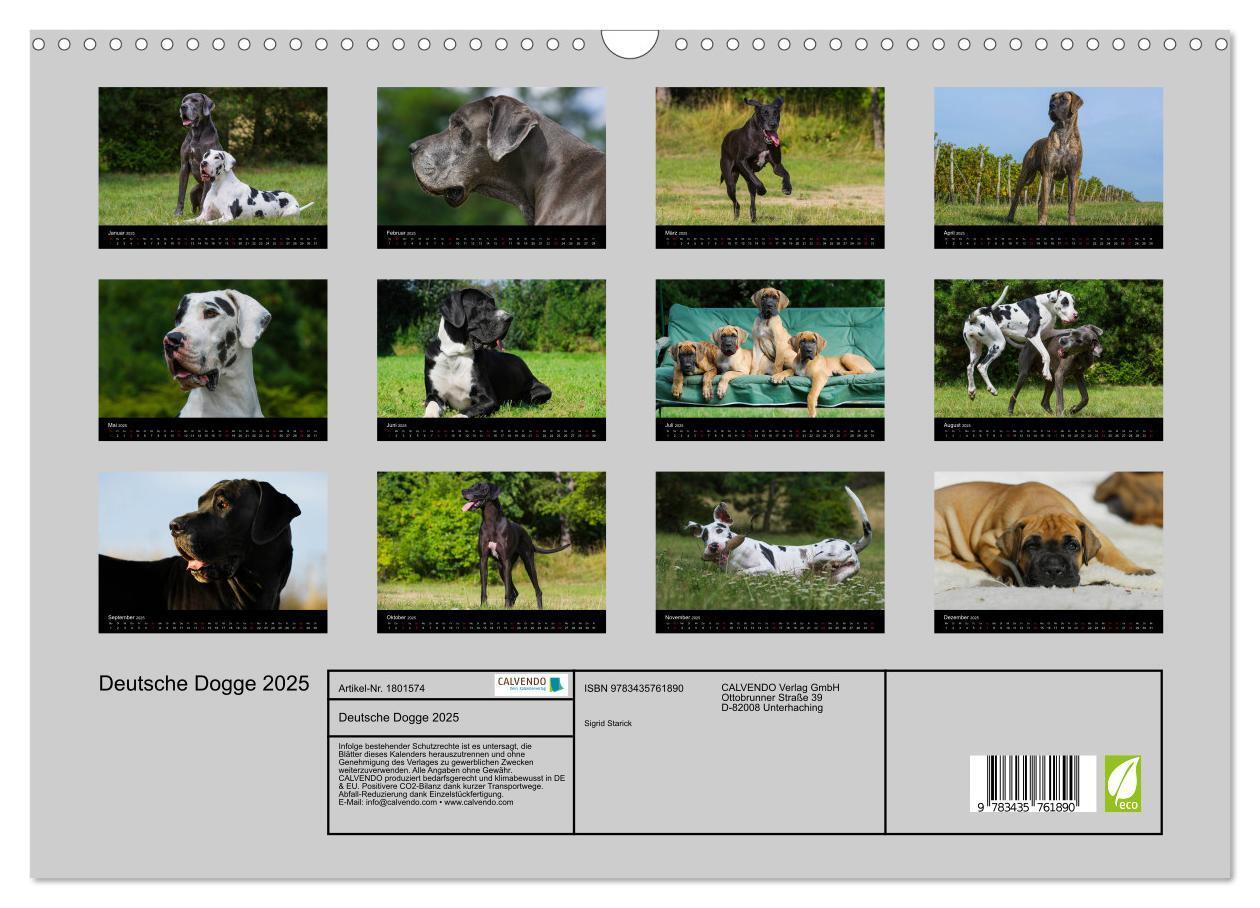 Bild: 9783435761890 | Deutsche Dogge 2025 (Wandkalender 2025 DIN A3 quer), CALVENDO...