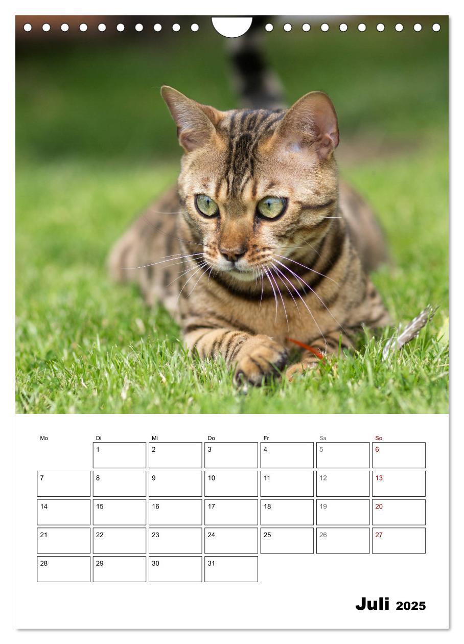 Bild: 9783435993314 | Bengalen - verschmust und abenteuerlustig (Wandkalender 2025 DIN A4...