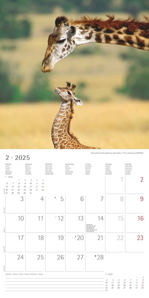 Bild: 4251732340773 | Alpha Edition - Tierbabys 2025 Broschürenkalender, 30x30cm,...