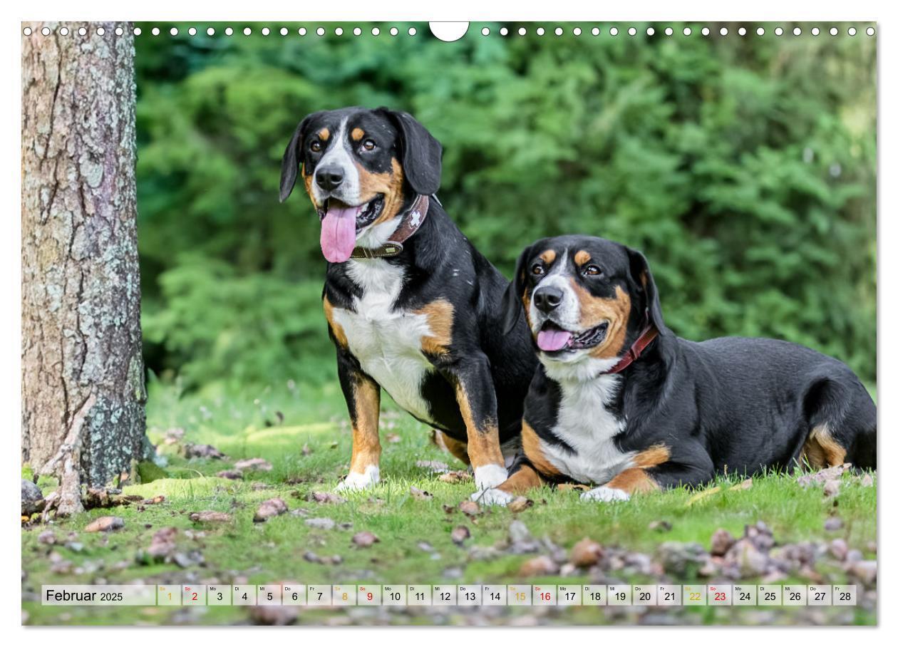 Bild: 9783457198964 | Entlebucher - Temperamentvolle Schweizer Sennenhunde (Wandkalender...