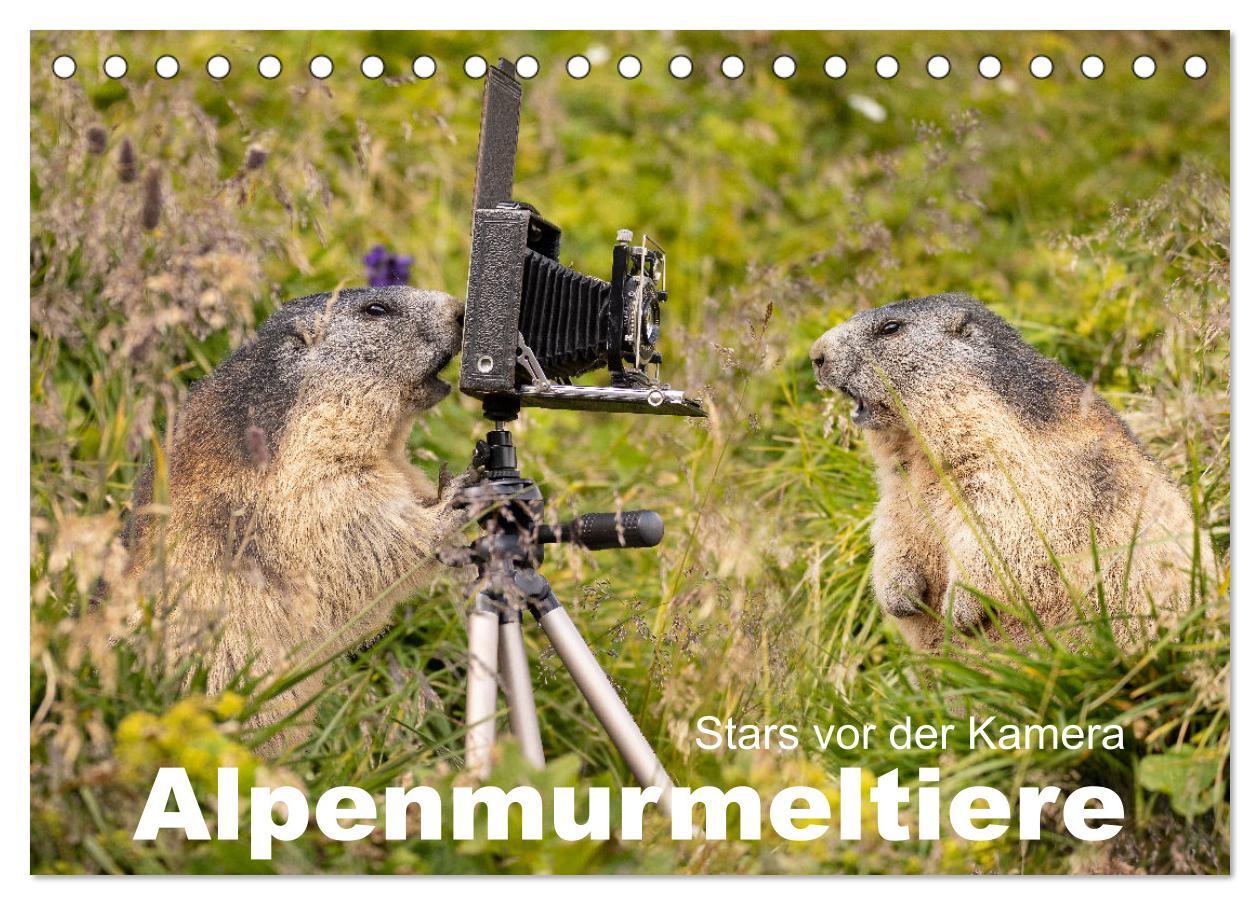 Cover: 9783383920622 | Alpenmurmeltiere - Stars vor der Kamera (Tischkalender 2025 DIN A5...