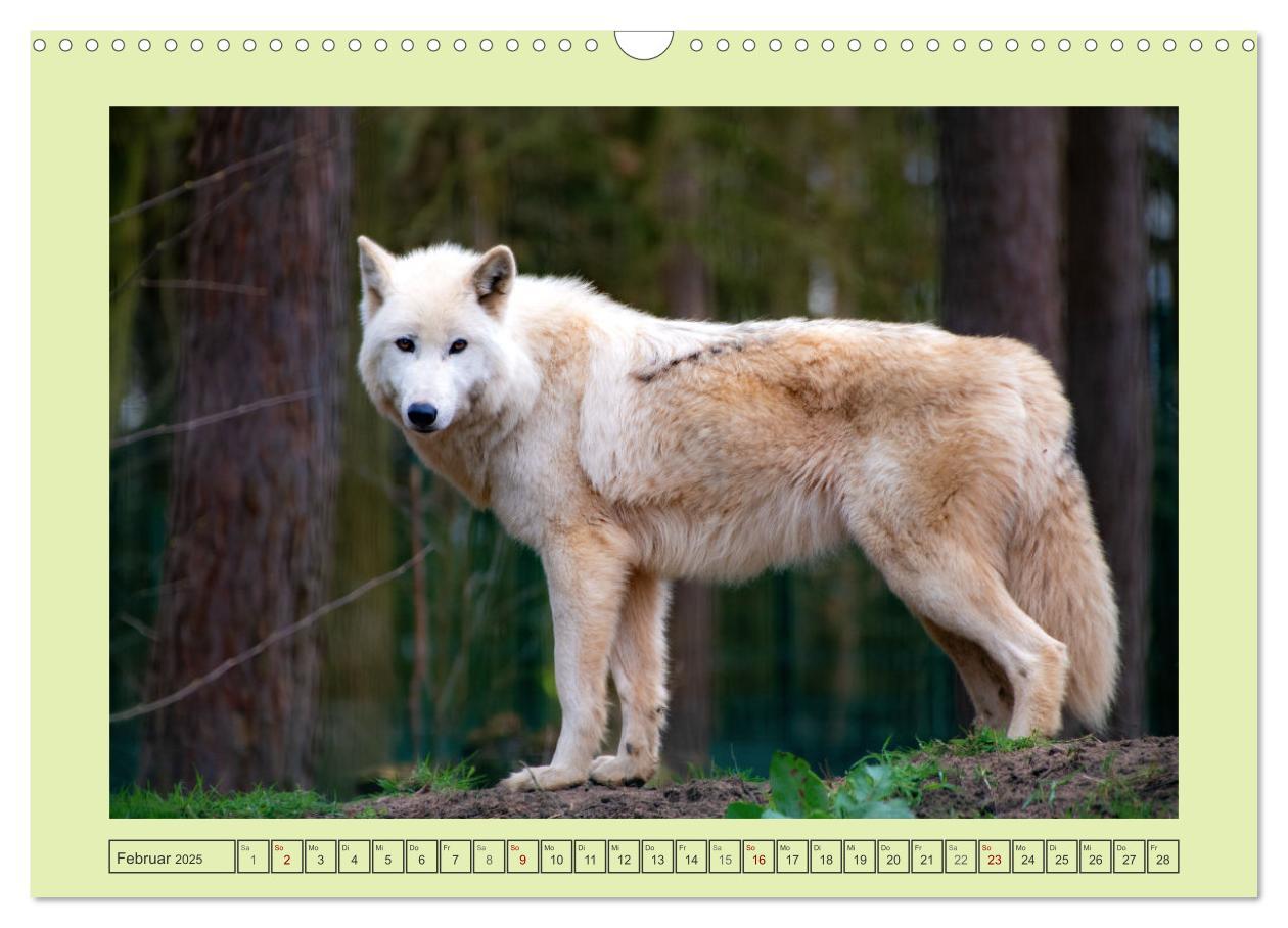 Bild: 9783383972652 | Wolf - wild und schön (Wandkalender 2025 DIN A3 quer), CALVENDO...