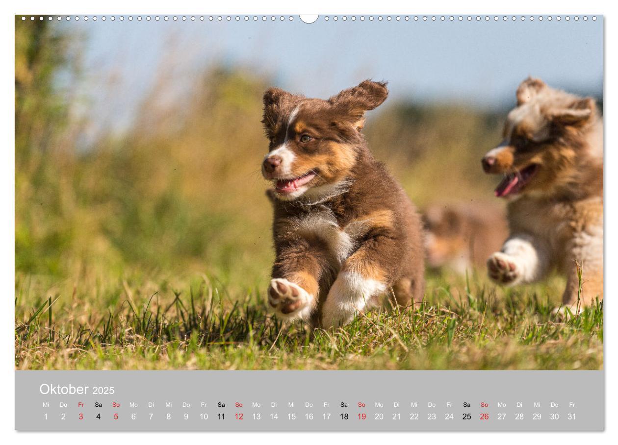 Bild: 9783435667543 | Australian Shepherd 2025 (hochwertiger Premium Wandkalender 2025...