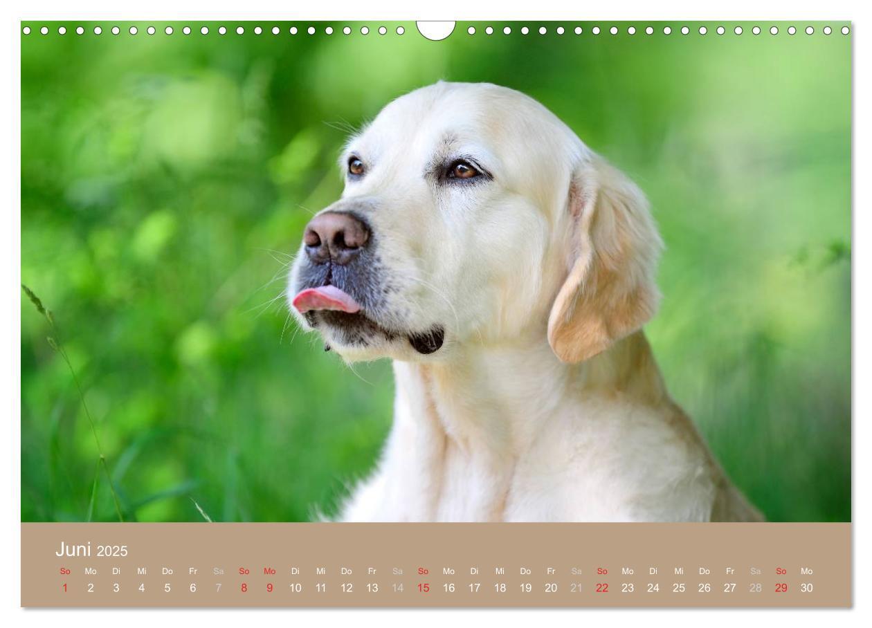 Bild: 9783435743827 | Golden Retriever (Wandkalender 2025 DIN A3 quer), CALVENDO...