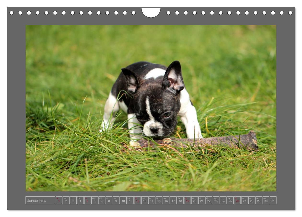 Bild: 9783435840908 | Französische Bulldoggen (Wandkalender 2025 DIN A4 quer), CALVENDO...