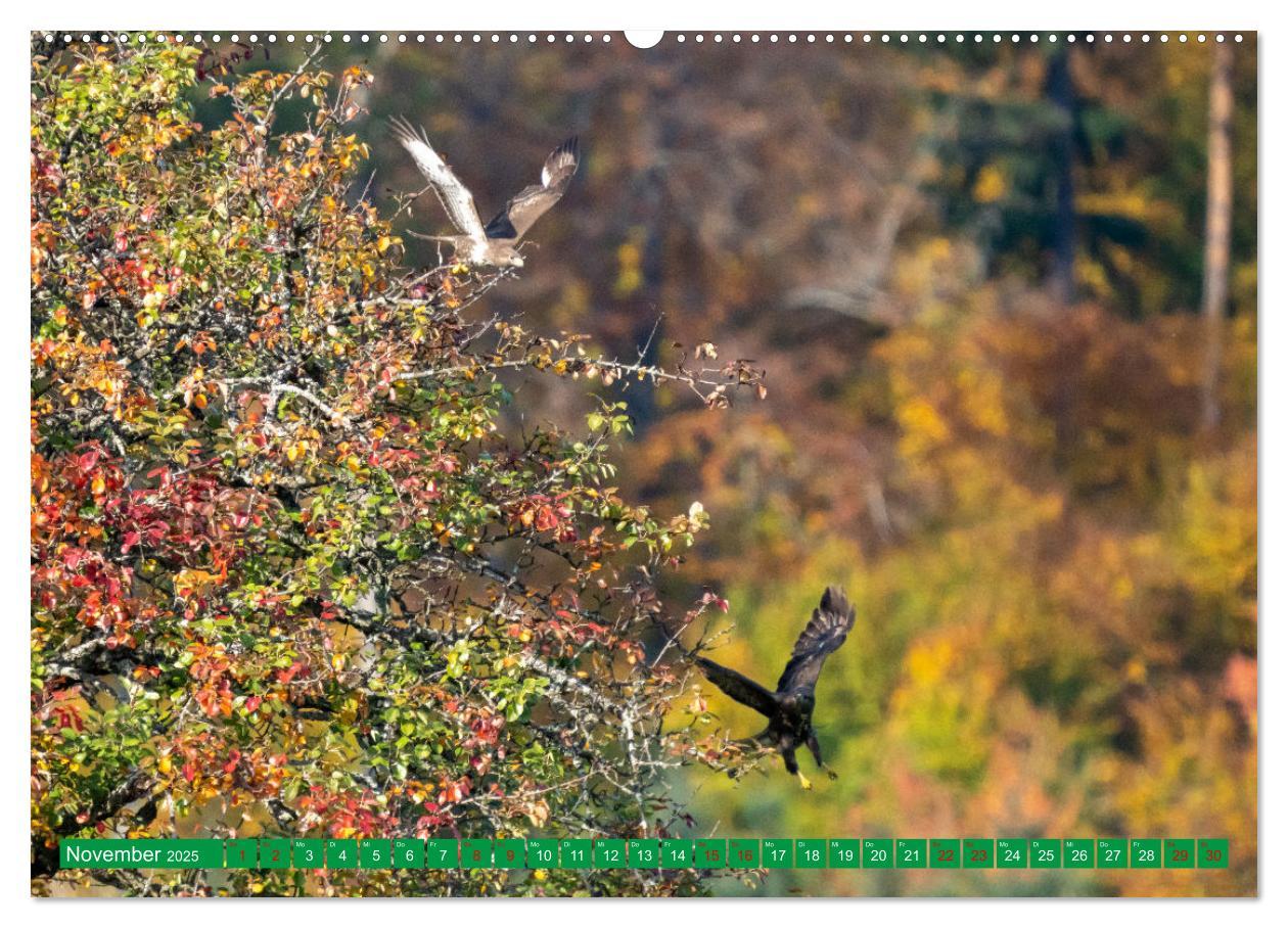 Bild: 9783383893650 | Greifvögel - wild und schön (Wandkalender 2025 DIN A2 quer),...