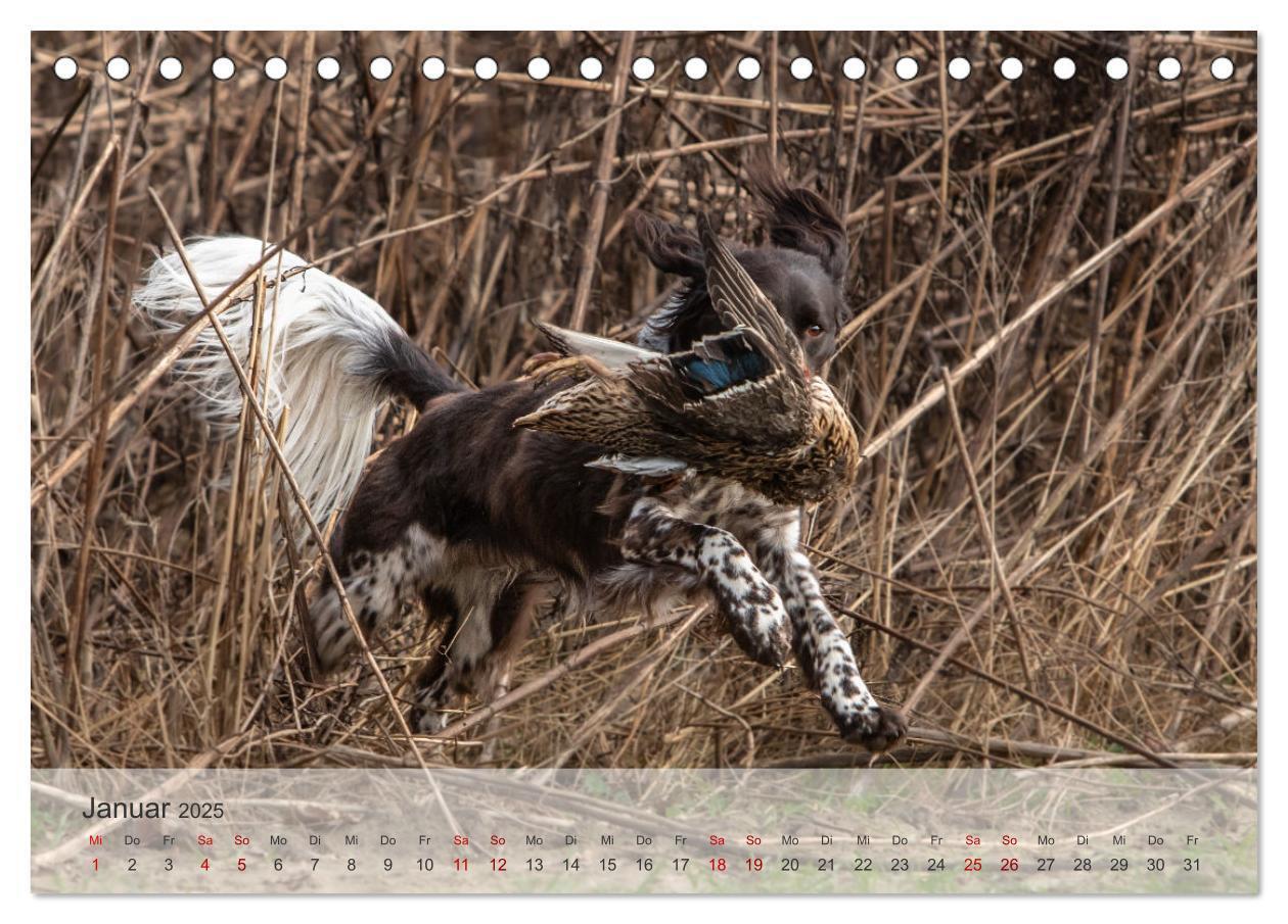 Bild: 9783457155905 | Treue Jagdgefährten Der kleine Münsterländer (Tischkalender 2025...