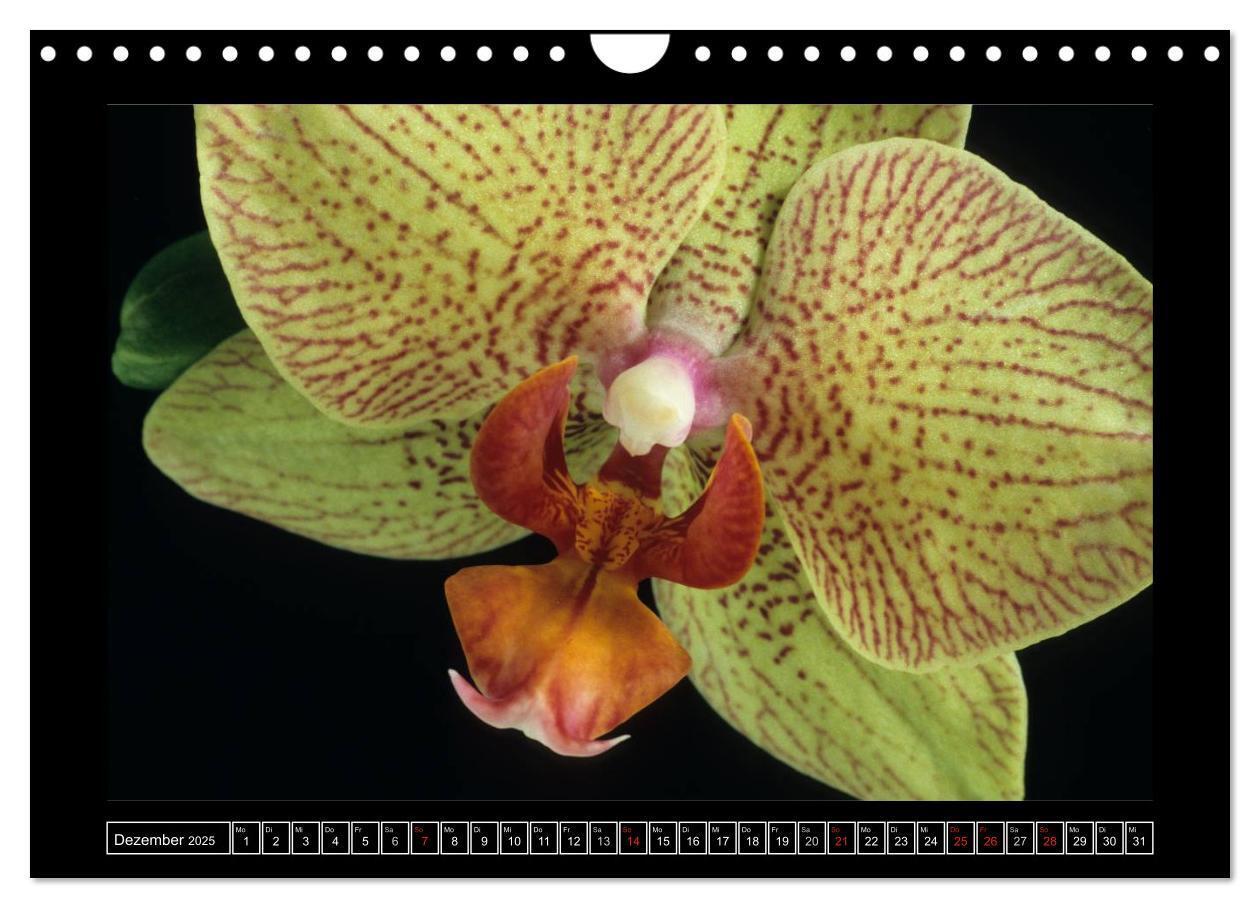 Bild: 9783435820474 | Orchideen 2025 (Wandkalender 2025 DIN A4 quer), CALVENDO...