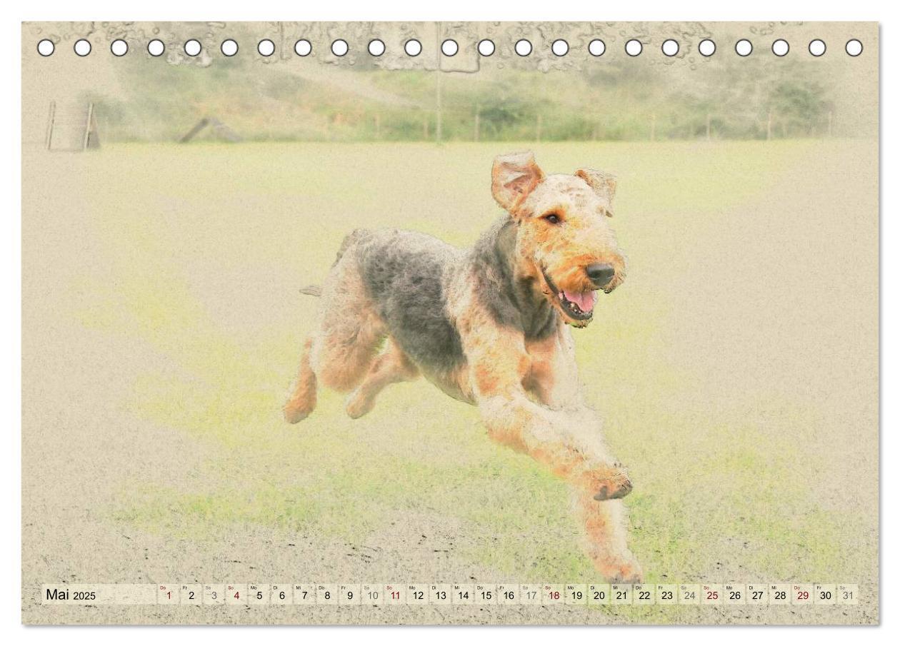 Bild: 9783435626366 | Airedale Terrier 2025 (Tischkalender 2025 DIN A5 quer), CALVENDO...