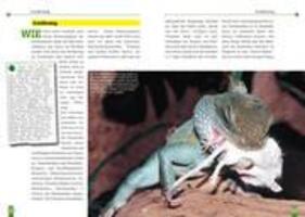 Bild: 9783937285320 | Die Grüne Wasseragame | Physignathus cocincinus | Heiko Werning | Buch