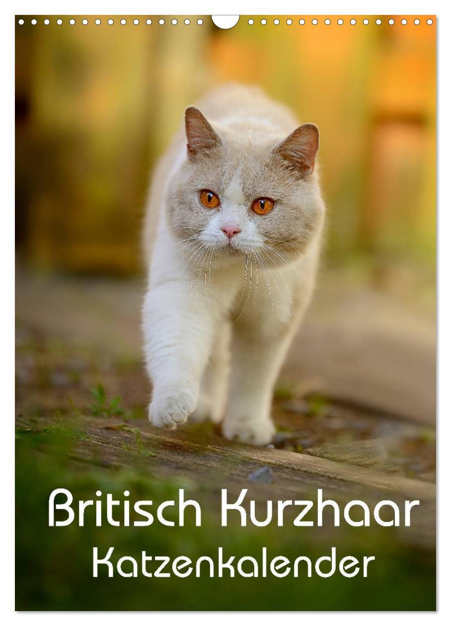 Cover: 9783457064665 | Britisch Kurzhaar Katzenkalender (Wandkalender 2025 DIN A3 hoch),...