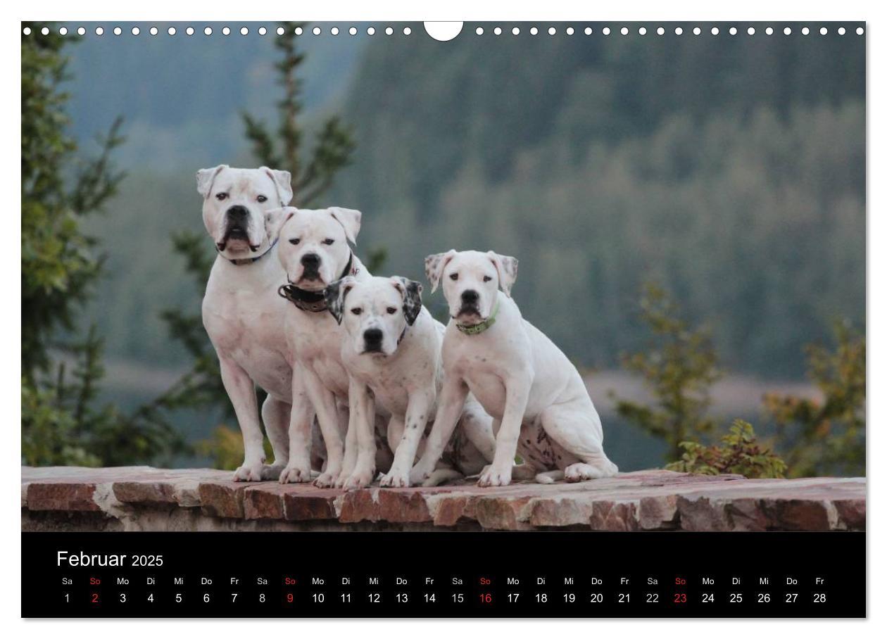 Bild: 9783435656240 | American Bulldog - stolz, loyal, einzigartig (Wandkalender 2025 DIN...