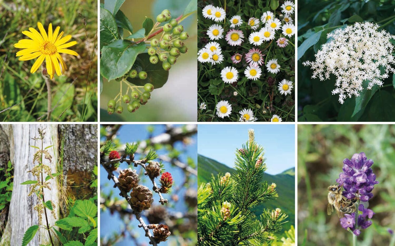 Bild: 9783702511043 | Heilkräftiges aus der Natur | Walter Mooslechner | Buch | 256 S.