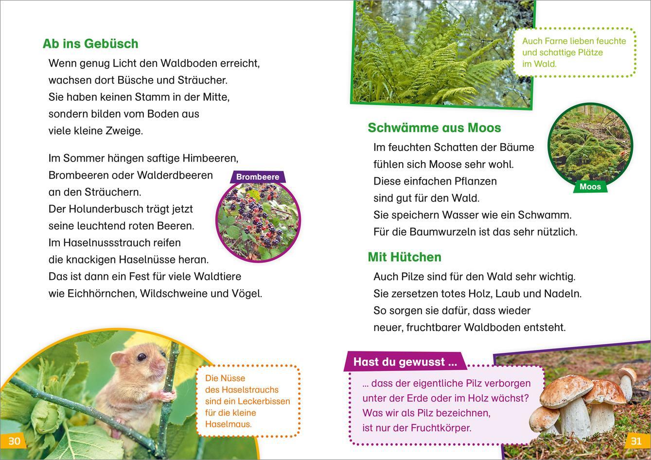 Bild: 9783788626426 | WAS IST WAS Erstes Lesen Band 6. Wald | Karin Bischoff | Buch | 64 S.