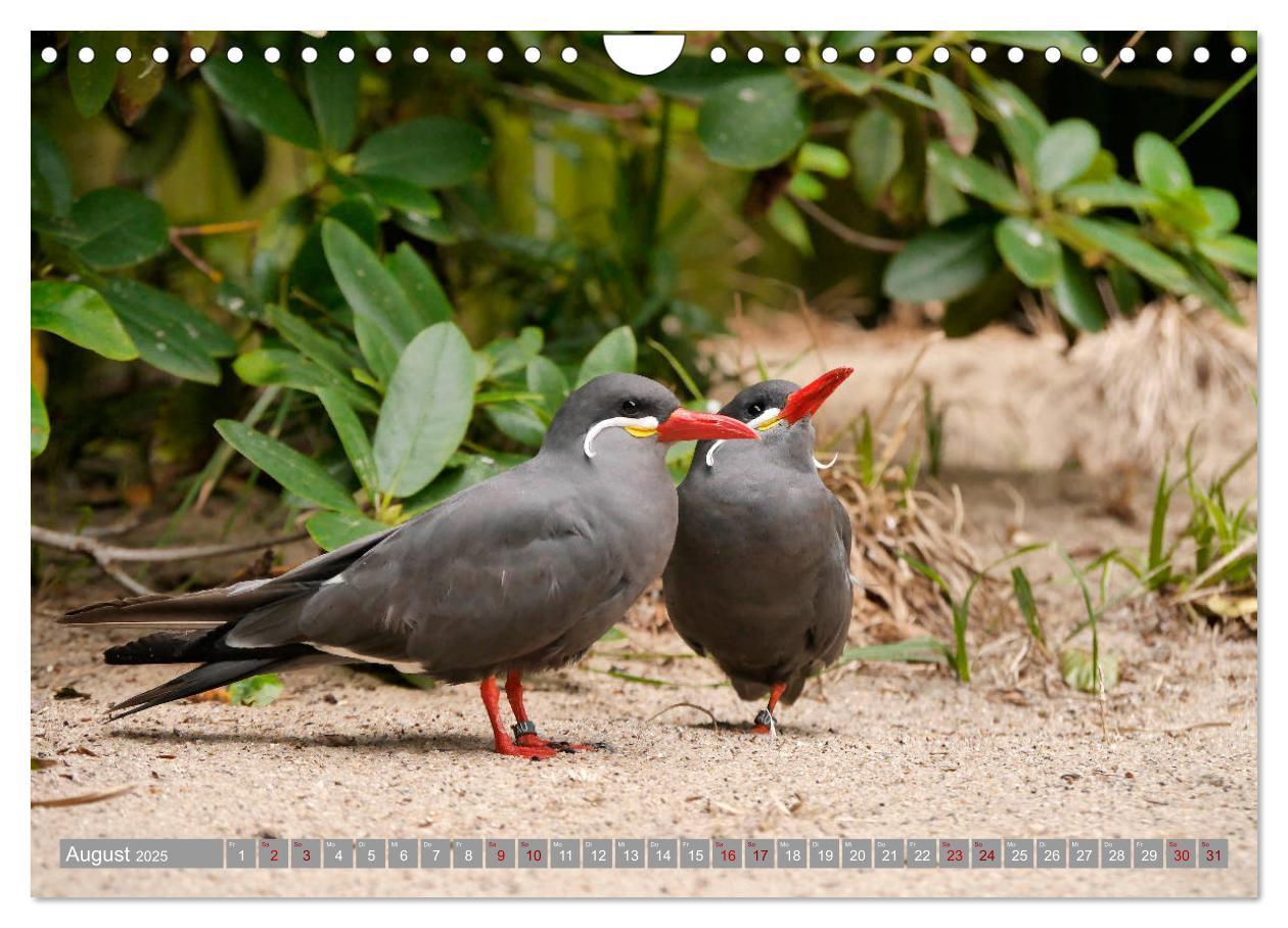 Bild: 9783435362516 | Weltvogelpark Walsrode - Die Vielfalt der Vogelarten (Wandkalender...