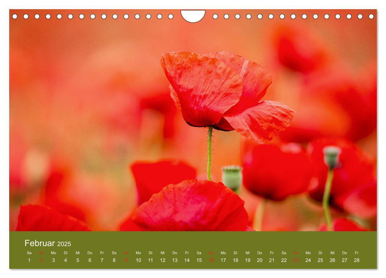 Bild: 9783435122967 | Mohnblumen Romantik (Wandkalender 2025 DIN A4 quer), CALVENDO...