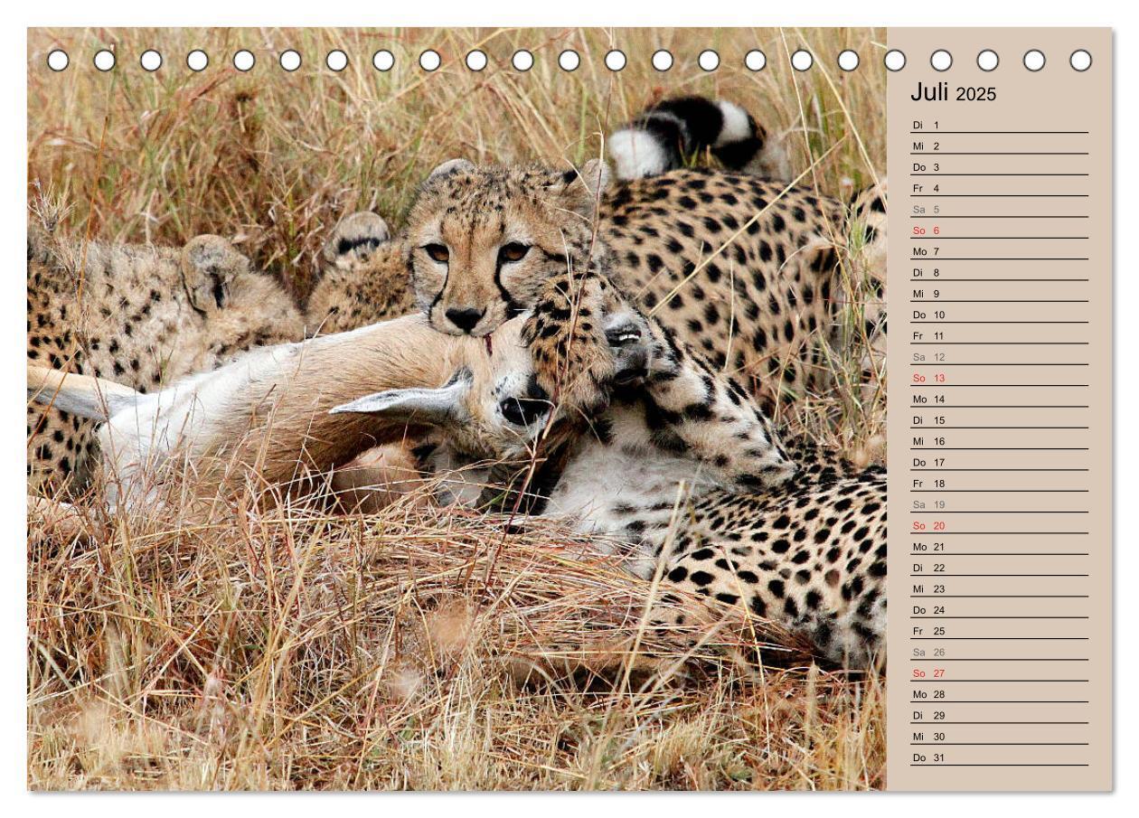 Bild: 9783435521432 | Geparden - Ein Leben in Afrika (Tischkalender 2025 DIN A5 quer),...