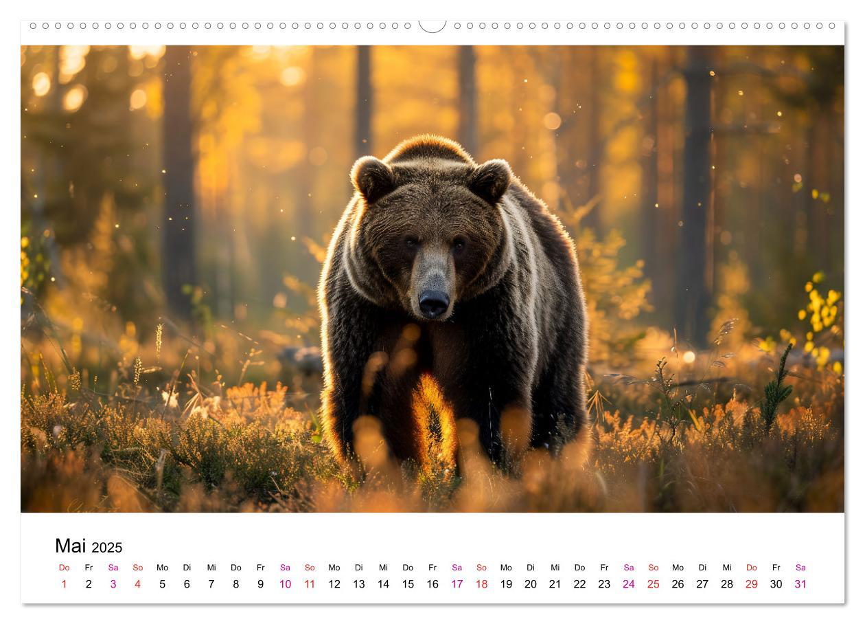 Bild: 9783457170458 | Bären - gefährlich nett (Wandkalender 2025 DIN A2 quer), CALVENDO...