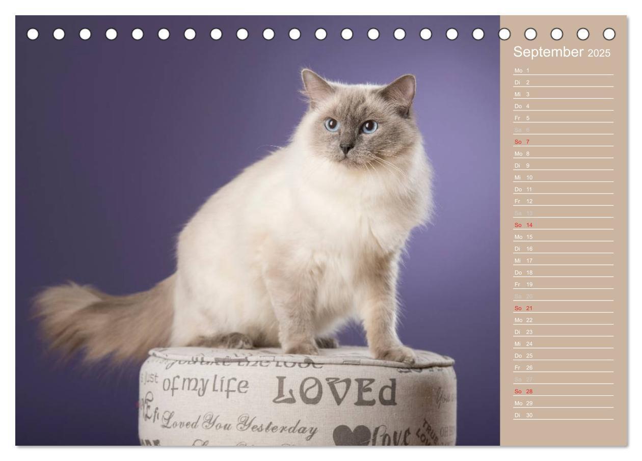 Bild: 9783435723751 | Zauberhafte Ragdolls / Geburtstagskalender (Tischkalender 2025 DIN...